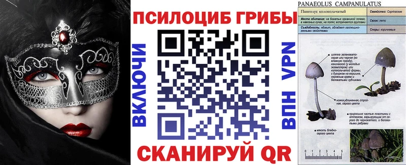 где найти   Перевоз  Псилоцибиновые грибы Psilocybe 